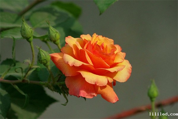 月季花