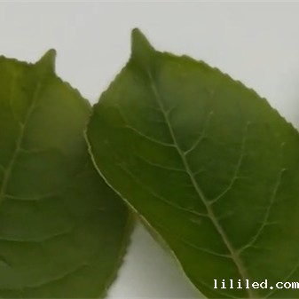 案例：ST-700d分光测色仪测量树叶的颜色